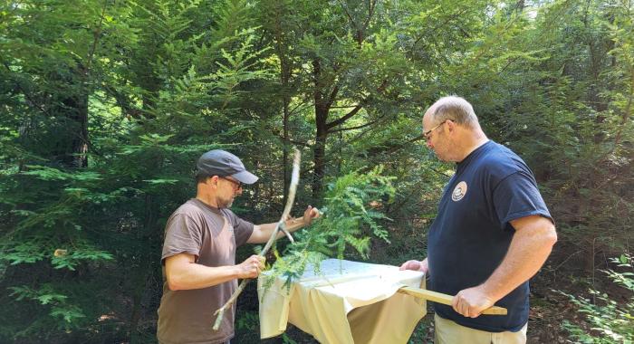 The two men collect beetles at the insectary from a branch.