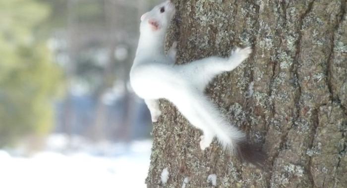 Ermine. Credit Tom Stark