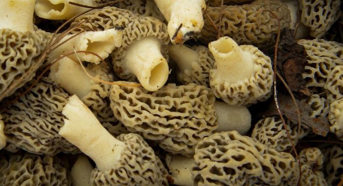 A pile of morels in a basket.