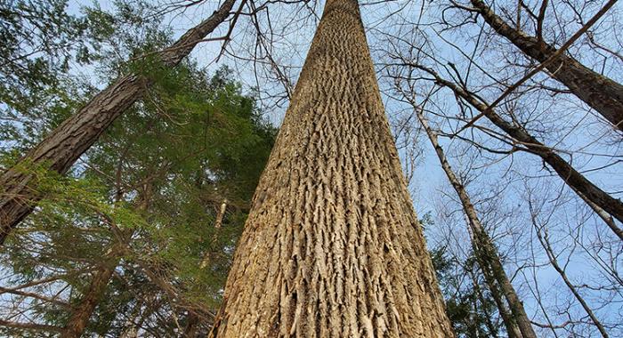 Looking up at a white ash tree outside the home of the author.