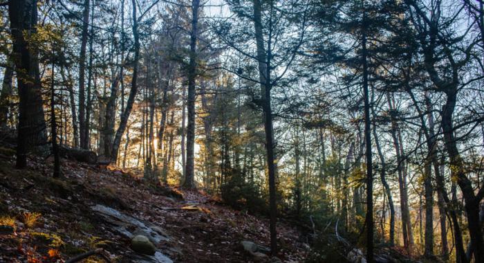 Late autumn sunlight on a hemlock-lined section of trail at Moose Mountains Reservation in Middleton and Brookfield, NH