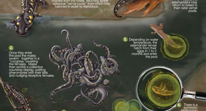 The lifecycle of the spotted salamander. Courtesy Juliana Spahr, scivisuals.com.