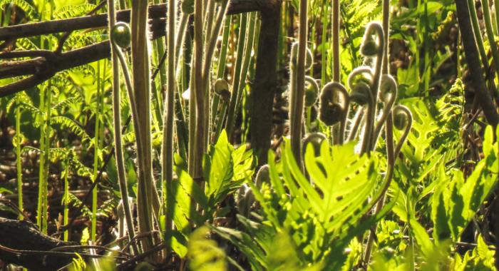 Unfurlig fiddleheads shine in the early morning light in a floodplain forest