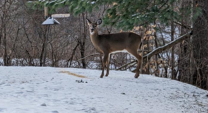 Deer at the birdfeeder.