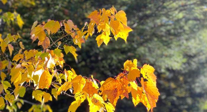 Yellow leaves of a Red Maple in morning sunlight October