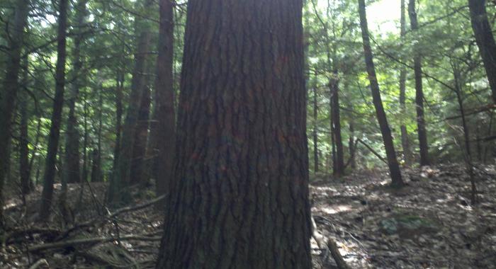 Eastern White Pine Tree