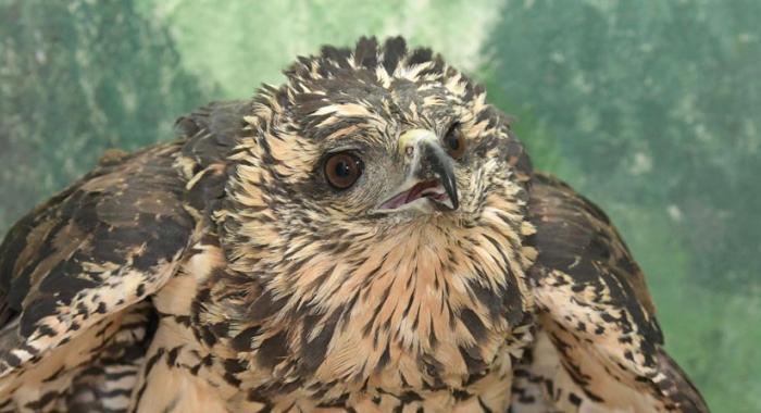 Great black hawk recently found in a park in Portland, Maine was suffering from frostbite