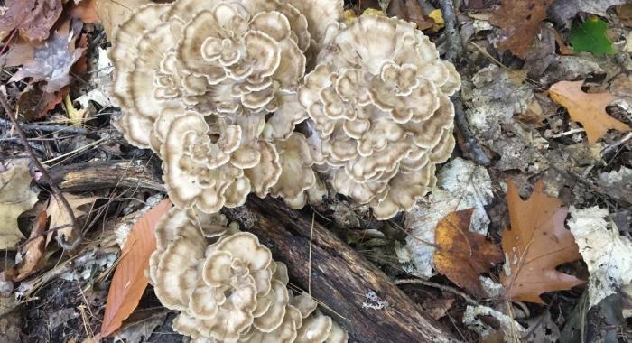 Hen of the Woods mushroom on forest floor