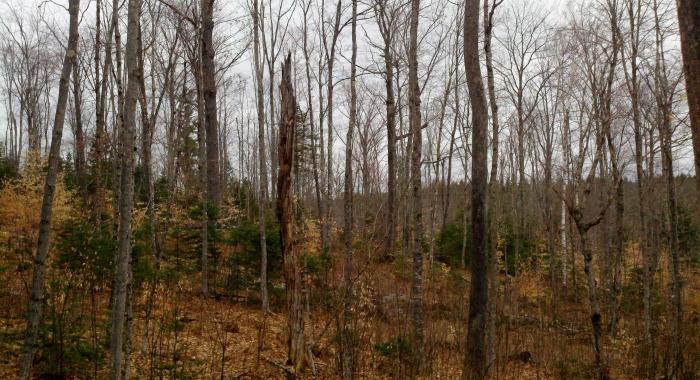 autumn forest habitat Haffenreffer Forest