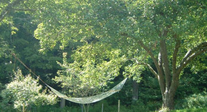 Hammock suspended between two apple trees in late summer sunlight