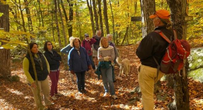 hikers on woods road beneath golden yellow canopy of autumn leaves