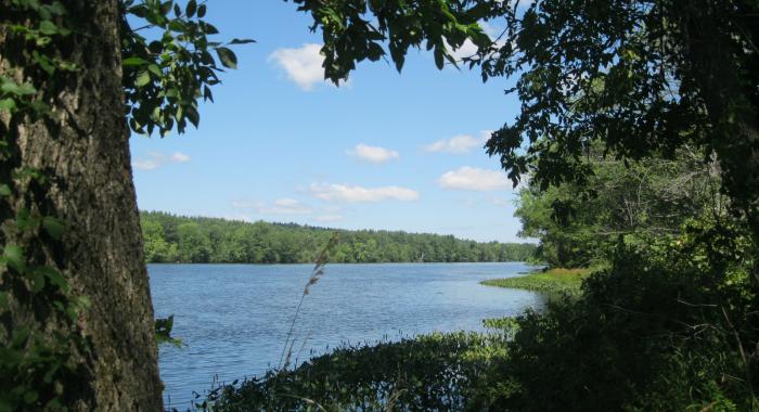 Edge of deep blue water body with deep green foliage along edge.