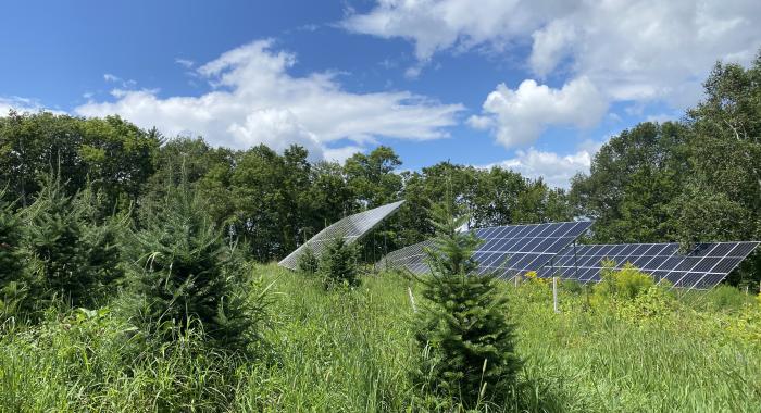 Solar panels at The Rocks in a Christmas tree field surrounded by wildflowers in summer.