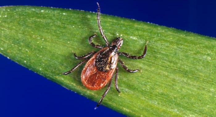 A black-legged tick on a green leaf.