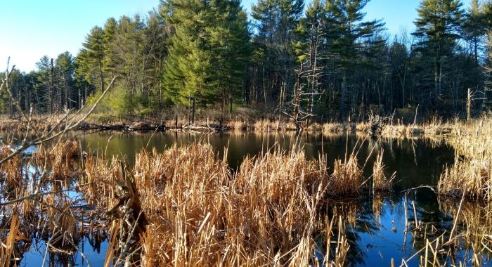 A beaver pond at Clay Brook forest.