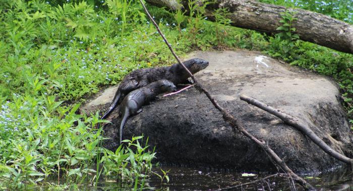 Otters at Clay Brook Forest rest on a boulder.