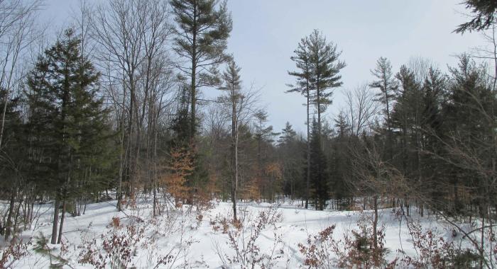 winter forest scene