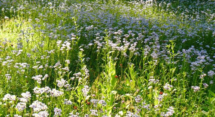 daisy flowers in open field