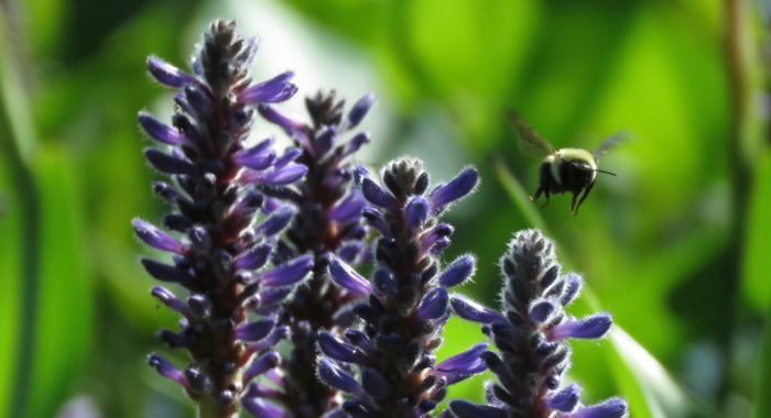 Bumblebee on the floodplain forest. Photo by Ellen Kenny