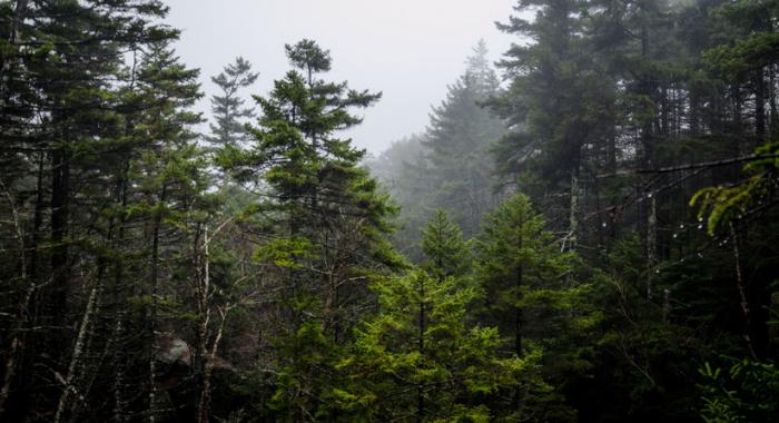 Backdrop of evergreen trees at Lost River