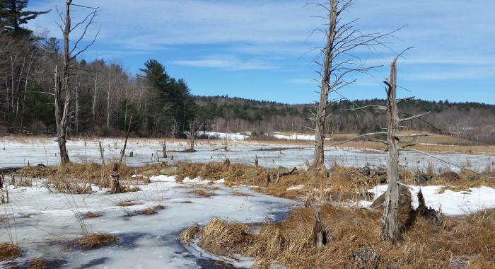 frozen winter wetlands