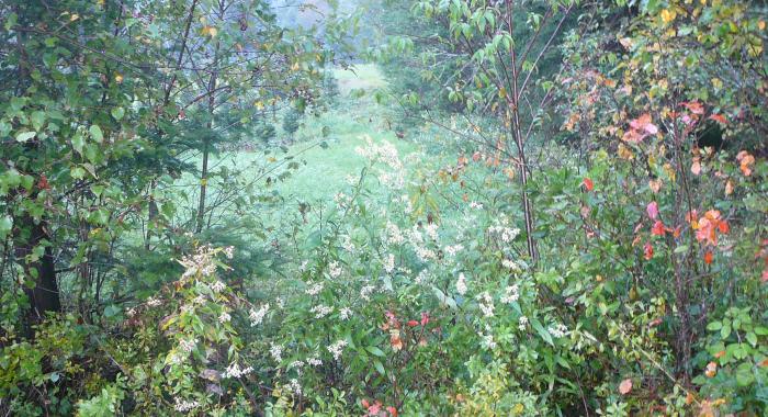 foliage in pathway