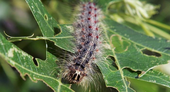 a closeup of a gypsy moth caterpillar munching on green oak leaf
