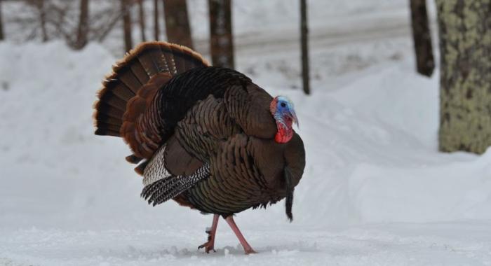 Dark iridescent male turkey with blue and red head and a beard strutting against snowy white backdrop