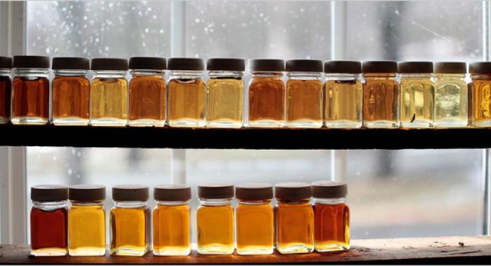 Jars of maple syrup in a diversity of color sit on a shelf to be used for grading.