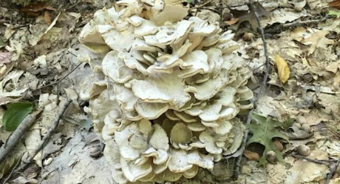 unusual mushroom on forest floor