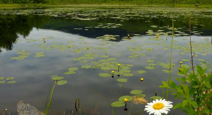 A pond with lily pads with Monadnock in the background.