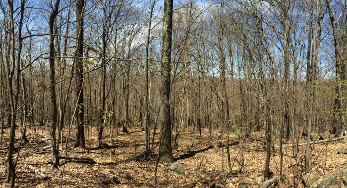 Hardwood stand on Mount Monadnock