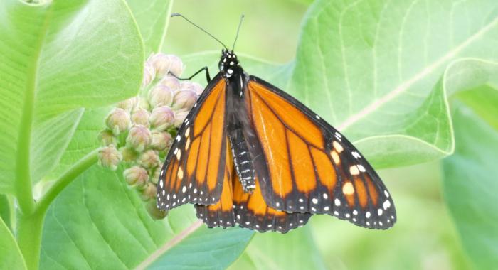 Monarch at Tom Rush Forest