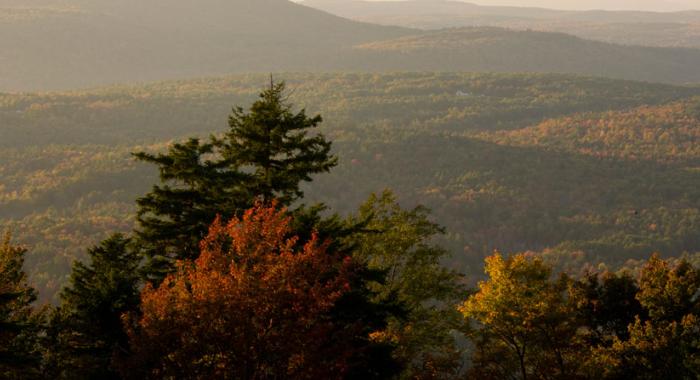 Trees and expansive forest in background at the Ashuelot River Headwaters Forest in Lempster