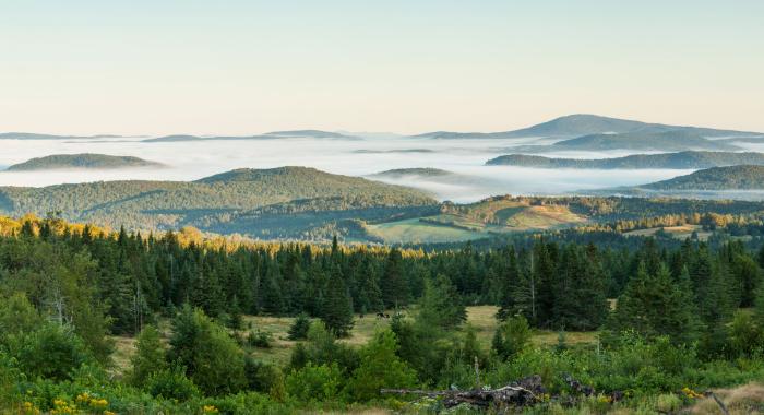 Trees Not Towers, Photo by Jerry and Marcy Monkman, Ecophotography