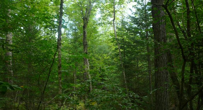 dense New England forest vegetation