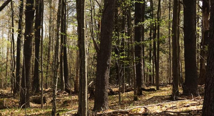 Trees stand in a forest conservation easement.