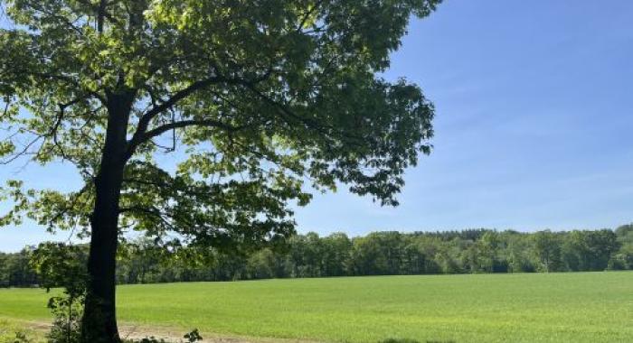 Green fields and trees at Morrill Farm.