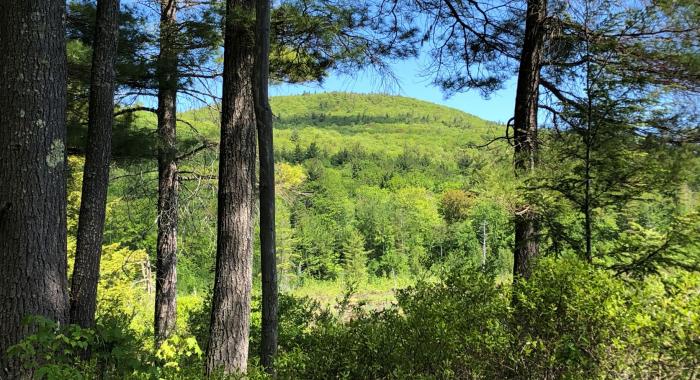 The sun shines through the forest at an addition to the Morse Preserve.