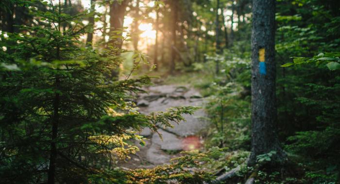 Belknap Range Trail and Brook Trail at Mount Major