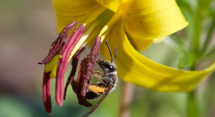 A bee in pollen on a flower.