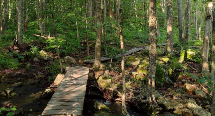 Lush green forest with a low bog bridge to cross a wet and muddy area of trail.