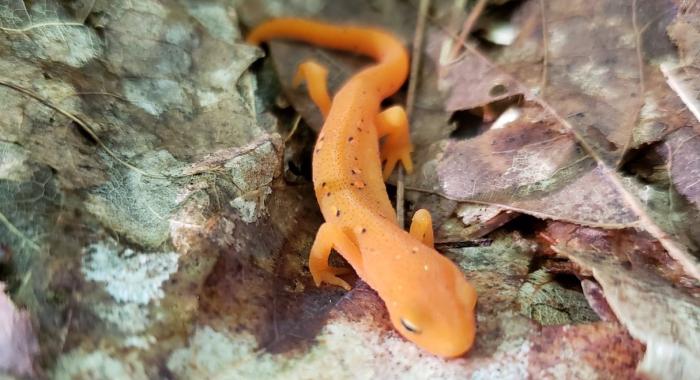 orange eastern newt