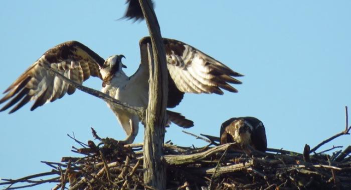 An osprey reacts with beak open to harrassment from grackle