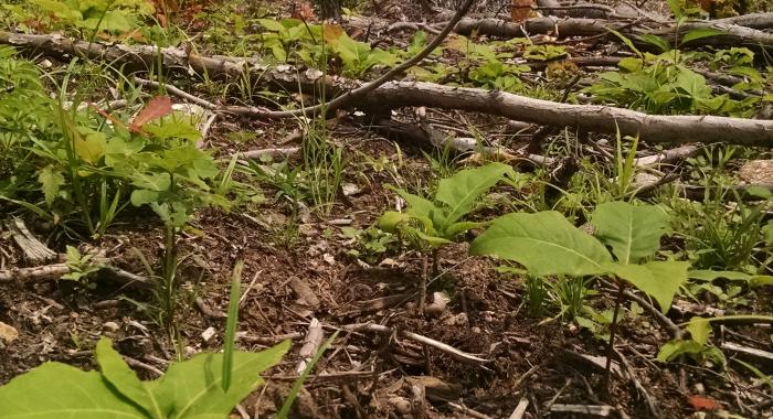 Red oak seedling one year after harvest