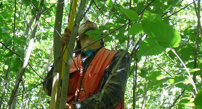 Measuring a tree in a 12-year-old clearcut.