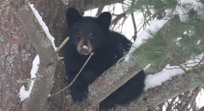 Orphan bear cub shelters in a tree.