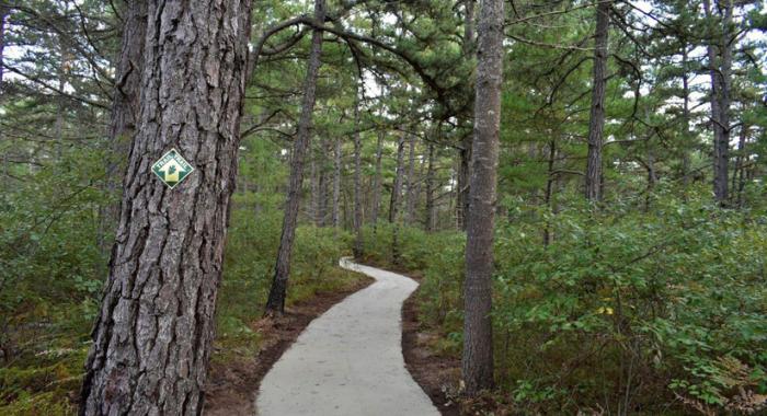 Accessible trail through pine barren habitat in Ossipee New Hampshire