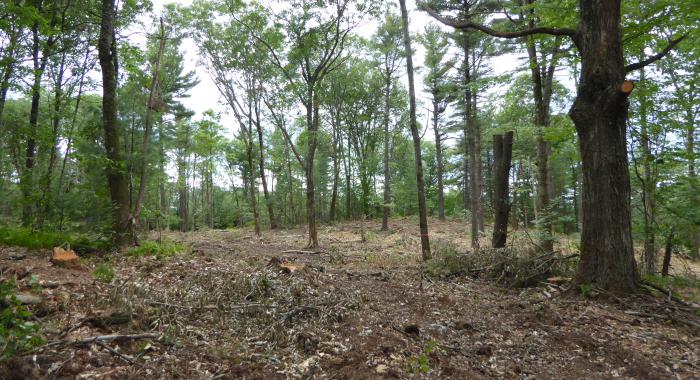 Shelterwood harvest on Taves Forest in Roxbury.