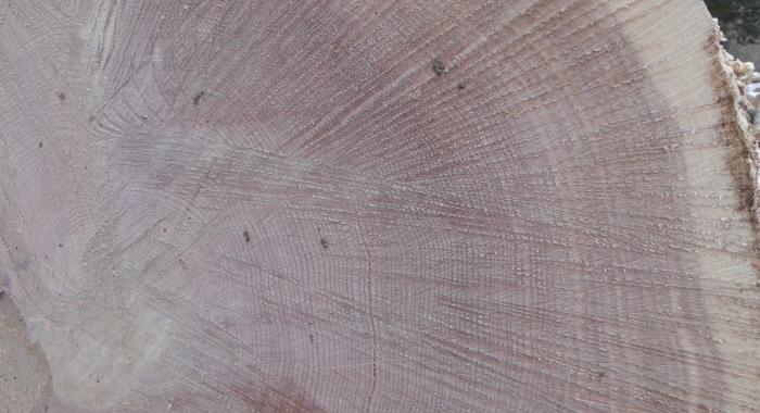 Cross-section of a cut red oak sawlog.  Can you count back to the 1990 harvest and see the increase in the growth rate?